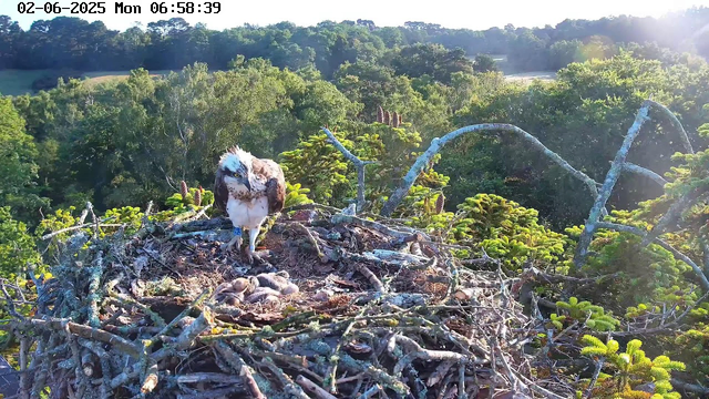 A bird of prey, likely an osprey, stands on the edge of its nest made of sticks and twigs. The nest is situated high in a tree, with lush green foliage and other trees extending into the distance. The sun is shining brightly, creating a glowing effect in the background. The image is time-stamped at the top, indicating it was captured on June 2, 2025, at 6:58 in the morning. Several small chicks are visible in the nest beneath the adult bird.