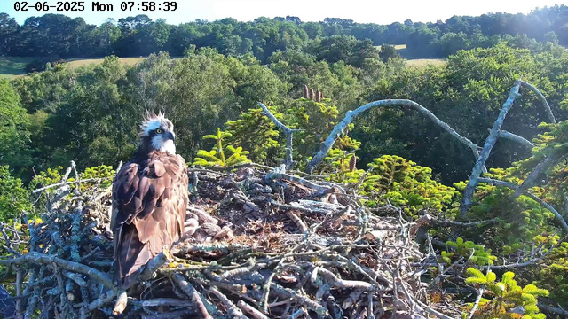 A young eagle with brown feathers and a white head, possibly an eaglet, sits on a nest made of twigs and branches high in a tree. The background features a lush, green forest with trees and rolling hills under a bright, clear sky. The image is timestamped "02-06-2025 Mon 07:58:39" in the top left corner.