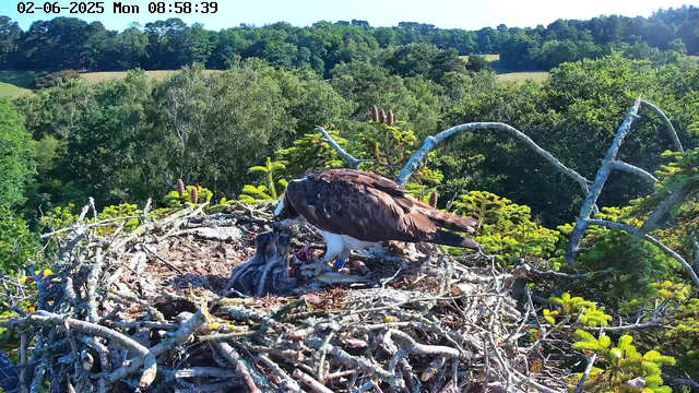 An adult osprey stands in a nest made of twigs on top of a tall tree, tenderly feeding a chick. The background features dense green foliage and a distant landscape of rolling hills and trees under a clear blue sky. The image is timestamped "02-06-2025 Mon 08:58:39" at the top.