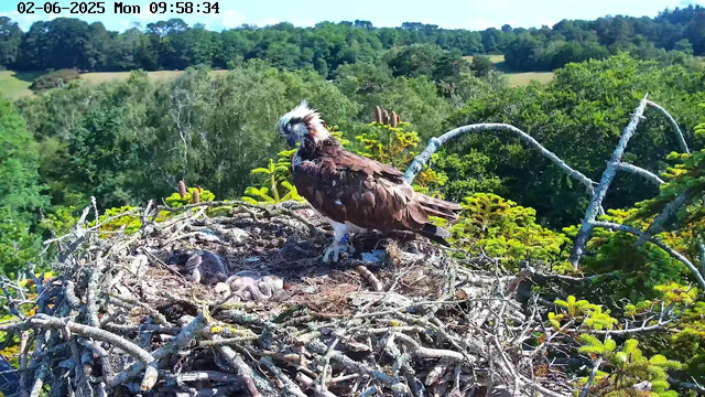 An adult bird of prey, likely an osprey, stands on a nest made of twigs and branches. The nest contains several small, fluffy chicks. The bird overlooks lush green trees and rolling hills in the background on a clear, sunny day. The timestamp at the top of the image indicates the date and time as February 6, 2025, at 9:58 in the morning.