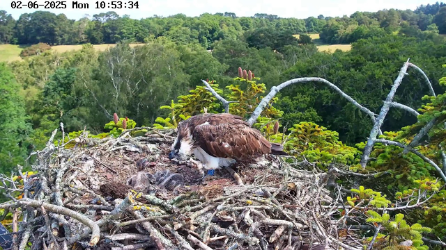 An adult bird of prey, likely an osprey, is sitting in a large nest made of twigs and branches at the top of a tree. The nest contains two young chicks that are covered in soft down feathers. The adult bird appears to be feeding or tending to the chicks. Surrounding the nest are lush green trees, with hills and more trees visible in the background under a clear sky. The image has a timestamp showing it was captured on June 2, 2025, at 10:53 AM.