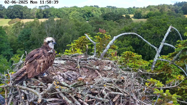 A hawk is perched on a large nest made of twigs at the top of a tree, overlooking a lush green forest with dense foliage and rolling hills in the background. The hawk has brown feathers with darker tips, a white face with dark markings, and striking yellow eyes. The nest contains some small, fuzzy chicks. The image is timestamped "02-06-2025 Mon 11:58:39" at the top left corner.