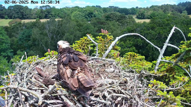 A young eagle with brown feathers and a white head sits in a large nest made of twigs, overlooking a lush green forest with trees and hills in the background. The sky is partly cloudy and the scene appears to be midday. The timestamp on the image indicates it was captured on June 2nd, 2025, at 12:58 PM.