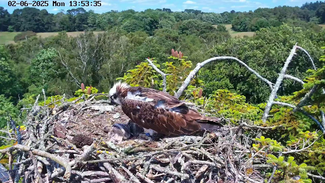 A young osprey is sitting on a large nest made of sticks, tending to a small chick. The nest is situated high in a tree, with lush green foliage and rolling hills in the background under a bright blue sky. The timestamp on the image reads "02-06-2025 Mon 13:53:35".