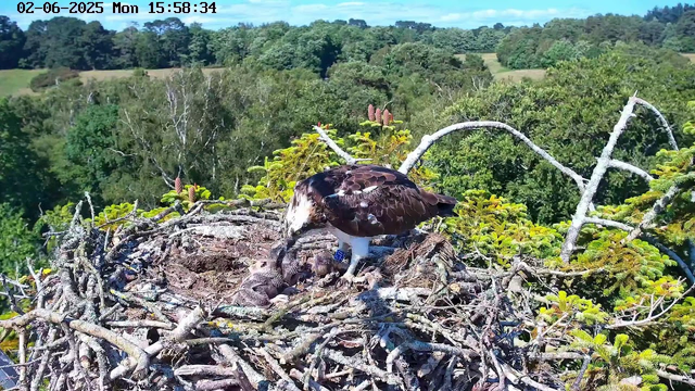 A young bird, likely an osprey chick, lies in a large nest made of sticks and twigs, with an adult osprey perched nearby. The adult osprey is leaning forward, appearing to feed or tend to the chick. The nest is high in a tree, with green foliage and a landscape of trees and open fields in the background under a partly cloudy sky. The timestamp at the top indicates the date as June 2, 2025, and the time as 3:58 PM.