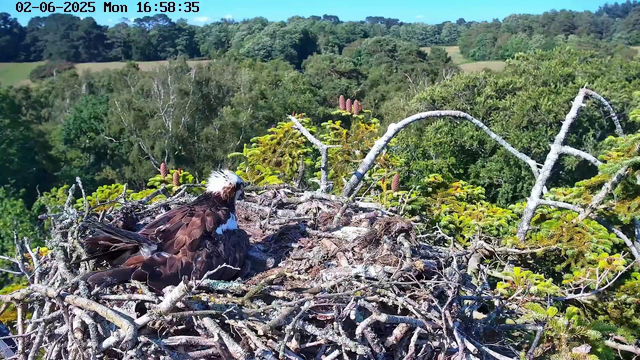 A bird of prey, possibly a bald eagle, is sitting in a large nest made of sticks on top of a tree. The nest is surrounded by green foliage and branches. In the background, there is a lush, rolling landscape with dense trees and a bright, partly cloudy sky. The image is timestamped "02-06-2025 Mon 16:58:35" at the top left corner.