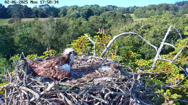 A young osprey with brown and white feathers is sitting in a large nest made of twigs and branches, positioned high in a tree. The nest is surrounded by green foliage and overlooks a lush, wooded landscape under a clear blue sky. The timestamp on the image indicates the date as June 2, 2025, and the time as 17:58:34.
