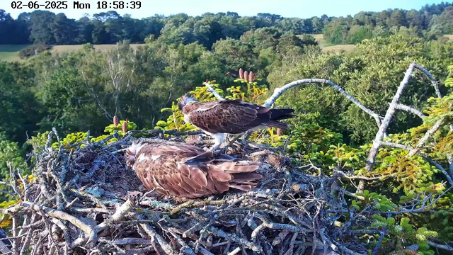 Two young birds, likely ospreys, are in a nest made of twigs and branches. One bird is sitting upright, looking around, while the other is lying down with its head tucked in. The nest is situated high in a tree, with a lush green forest and rolling hills in the background under a clear blue sky. The timestamp shows the date as June 2, 2025, and the time as 18:58:39.