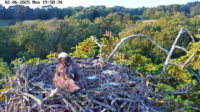 A bird with brown and white feathers, possibly a raptor, is sitting on its nest made of twigs and branches. The nest is high up in a tree, surrounded by green foliage, with a forested landscape in the background. The image appears to be taken from a webcam, with a timestamp at the top showing "02-06-2025 Mon 19:58:34."