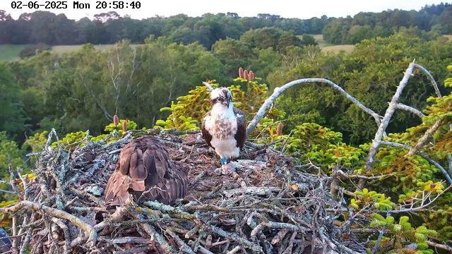 A bird of prey, possibly an osprey, is perched on a large nest made of twigs and branches. The nest is situated high in a tree, overlooking a dense green forest. The bird is facing forward, with one leg visible and equipped with a blue identification band. Another bird, with its head down and back turned, is partially visible on the left side of the nest. The background includes a lush canopy of trees and rolling hills. The image has a timestamp at the top left corner showing the date and time as June 2, 2025, at 8:58 p.m.