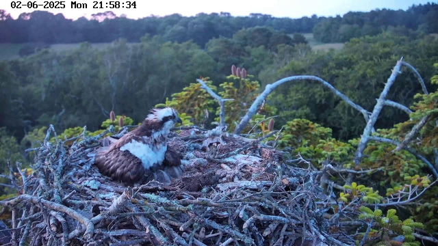 A young osprey chick with brown and white feathers sits on a large nest made of sticks and twigs, high above a dense green forest. The chick has a white head with a dark stripe through its eye and a dark beak. In the background, there are lush trees and a cloudy sky. The timestamp at the top of the image indicates it was taken on February 6, 2025, at 9:58 PM.