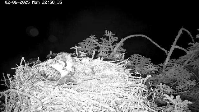 A bird's nest with a young bird and an adult bird, possibly an owl, is perched in a tree with snow-covered branches. The scene is captured at night, with a dark sky in the background and some faint light reflecting off the snow. The image is in black and white.