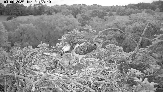 A large bird of prey, likely an osprey, is perched on its nest made of sticks. The bird is looking down at two small, fuzzy baby chicks inside the nest. The background shows a lush forest with various trees and foliage, and the image appears to be in black and white. The timestamp at the top indicates the date as June 3, 2025, and the time as 4:58 AM.