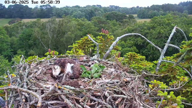 A juvenile hawk is resting in its nest made of twigs and branches, high up in a tree. The nest is surrounded by lush green foliage, with a backdrop of dense forest and rolling hills under a partly cloudy sky. The image is timestamped June 3, 2025, at 5:58 AM.