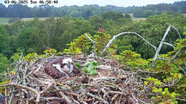 A young osprey chick with brown and white feathers rests in its nest, which is made of sticks and twigs. The nest is situated high in a tree with green foliage, overlooking a dense forest in the background. The scene is viewed from a webcam, with a timestamp showing June 3, 2025, at 6:58 in the morning.