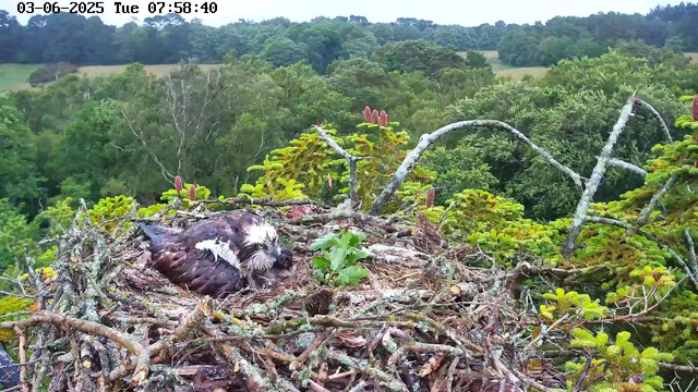 A young bird of prey, possibly an osprey, is lying in a nest made of sticks and twigs on top of a tall tree. The nest is surrounded by lush green foliage and the background features a dense forest with rolling hills. The bird appears to be resting or possibly injured. The scene is captured by a webcam, and the image shows a timestamp of June 3, 2025, at 7:58 AM.
