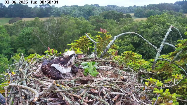 A young osprey chick with black and white feathers sits in a large nest made of sticks and twigs. The nest is situated high in a tree, surrounded by green foliage and coniferous branches. In the background, there is a lush, forested landscape with rolling hills and a cloudy sky. The timestamp on the image indicates it was taken on June 3, 2025, at 8:58 in the morning.