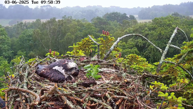 A young bird, possibly a raptor, is resting in a nest made of sticks and surrounded by green pine branches. The nest is situated high above a forest with dense trees in the background. The scene is captured by a webcam, with a timestamp showing the date as June 3, 2025, and the time as 09:58:39 in the morning.