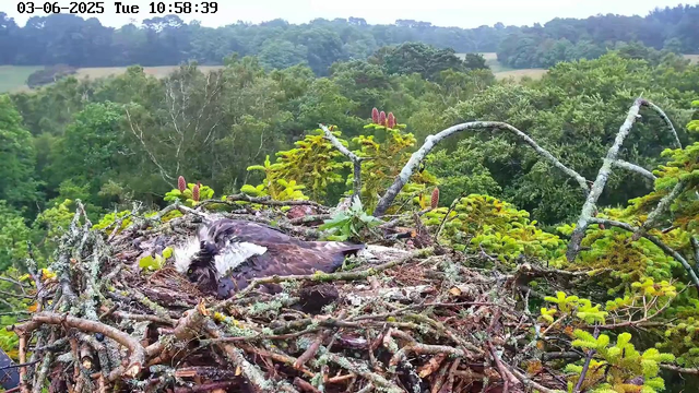 A bird is sitting in its nest on top of a tree branch, surrounded by lush green foliage and budding pine cones. The nest appears to be made of twigs and moss. In the background, there are distant trees and rolling hills under a slightly overcast sky. The top of the image shows a timestamp displaying "03-06-2025 Tue 10:58:39."