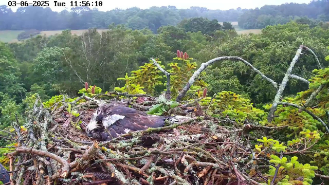 A bird of prey, likely an osprey, is lying on its side in a large nest made of sticks and moss, perched high in a treetop. The nest is surrounded by lush green foliage and branches with small, reddish-brown leaves. In the background, there is a dense forest with rolling hills and a cloudy sky. The timestamp on the top left indicates the date as June 3rd, 2025, at 11:56 AM.