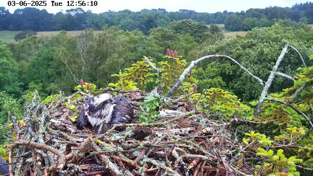 A bird of prey, likely an osprey, is resting in its nest made of sticks and branches in a tall tree. The nest is surrounded by lush green foliage and pine branches. In the background, there is a dense forest with various trees and a gently rolling landscape. The sky is partly cloudy, and the scene is captured during daytime. The image also shows a timestamp and date at the top.