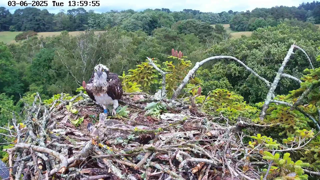 A young osprey bird with a white head and dark markings around its eyes is perched on a large nest made of sticks and branches. The nest is situated high in a tree, overlooking a dense forest with various shades of green. The bird has a blue identification band on its leg and appears to be looking toward the camera. In the background, rolling hills covered with trees stretch into the distance, and the sky above is partly cloudy. The timestamp at the top indicates the date as June 3, 2025, and the time as 13:59:55.