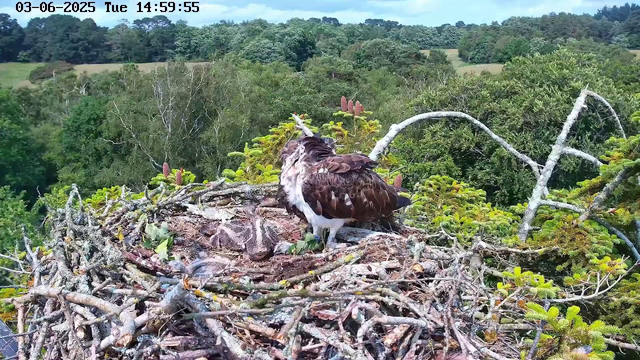 A camera captures a close-up of an osprey perched on its nest made of sticks and branches, surrounded by lush green trees and foliage, with a forested landscape in the background. The image shows the osprey facing away, with its head turned slightly, revealing part of its white face with a dark eye stripe. The nest is situated high in a tree, providing a vantage point over the dense canopy. The timestamp in the upper left corner indicates the date as June 3rd, 2025, and the time as 14:59:55.