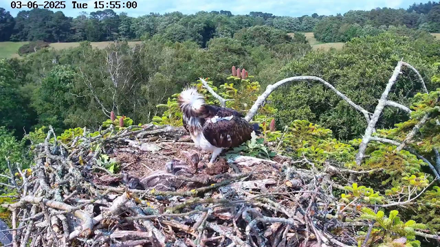 A bird of prey, possibly an osprey, is standing on a nest made of twigs and branches high in a tree. The bird has a white head with a dark eye stripe, a dark back, and white underparts. The nest contains several small, downy chicks. The surroundings are lush with green foliage and other trees, and the background features rolling hills and a bright sky. The timestamp on the image shows the date as June 3, 2025, at 3:55 PM.