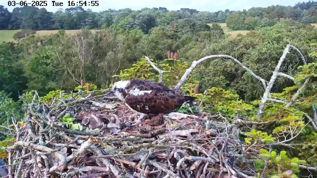 A bird of prey, likely an osprey, perched on a large nest made of sticks and twigs high in a tree. The nest contains several young chicks and is surrounded by lush green foliage and flowering plants. The background features a expansive view of a forest with a mix of trees under a clear sky. The timestamp in the upper left corner indicates the date as June 3, 2025, and the time as 4:54 PM.