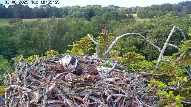 A young hawk sits on a large nest made of sticks and branches atop a tall tree. The bird appears to be preening or resting, surrounded by green foliage and tree branches. In the background, there is a dense forest with a variety of trees and distant rolling hills under a clear sky. The timestamp indicates the date as June 3rd, 2025, at 6:59 PM.