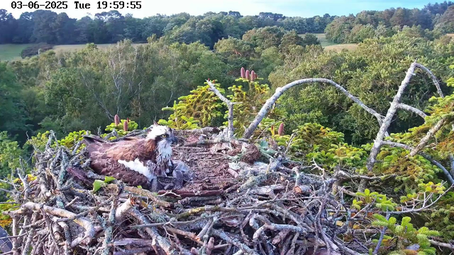 A large bird of prey, likely an eagle, is resting in a nest made of twigs and branches high above a lush green forest. The nest contains some feathers and small twigs, and the eagle has striking white and brown plumage with bright yellow eyes. In the background, there are dense trees with a mix of green foliage, and the sky is partly cloudy with patches of blue. The timestamp indicates this image was captured on June 3rd, 2025, at 19:59:55.