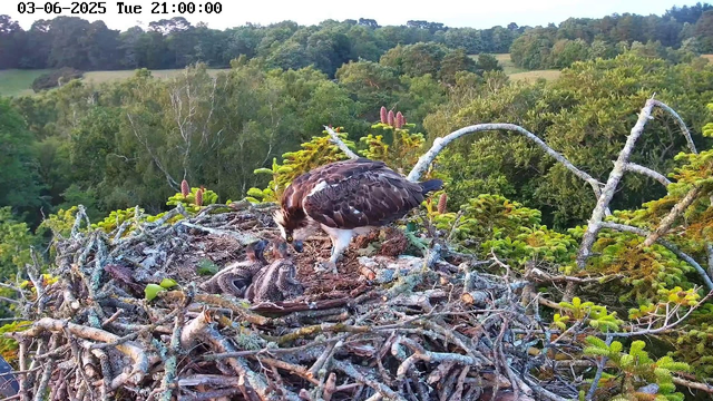 An osprey stands on its nest made of sticks and twigs, tending to two young chicks. The nest is high in a tree amidst lush green foliage, with a backdrop of rolling hills and dense forest. The scene appears to be early evening, as indicated by the timestamp. The adult osprey is looking down at the chicks, which are covered in downy feathers.