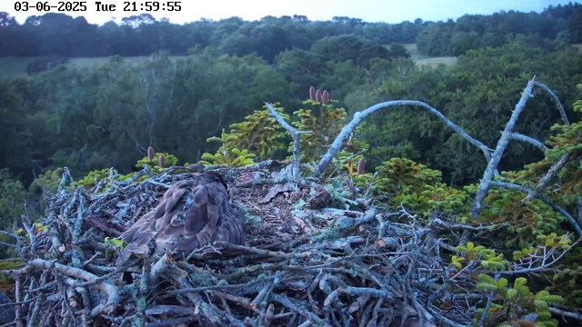 A bird's nest made of twigs and moss is situated high in a tree with green foliage. A bird with brown and gray feathers is sitting in the nest, facing away from the camera. The background features a lush, dense forest with various shades of green, and the sky above is partly cloudy. The image shows a timestamp and date in the upper left corner indicating "03-06-2025, Tuesday, 21:59:55."