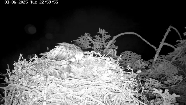 A bird, likely an eagle, is sitting on a nest with several chicks inside. The scene is captured at night with a black background, and the nest is made of sticks and branches. The image is in black and white, and the timestamp in the top left corner shows the date as June 3, 2025, and the time as 10:59:55 PM.