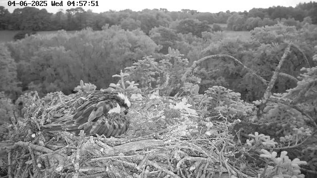 A black-and-white image from a webcam shows an eagle sitting on a large nest made of sticks and branches. The nest is situated among trees with dense foliage, and there are distant trees and a hilly landscape in the background. The timestamp at the top indicates the date and time as June 4, 2025, at 4:57 a.m.