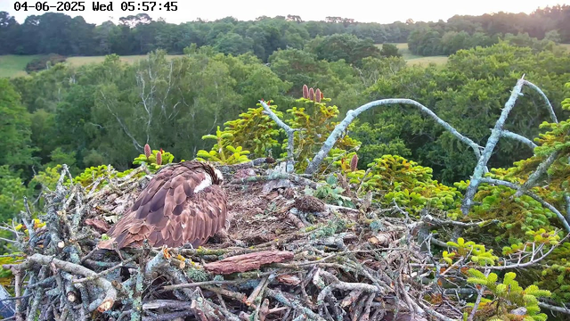 A bird of prey, likely a hawk or an eagle, is sitting on its nest made of sticks and branches on top of a tree. The nest is surrounded by green pine and fir trees, with more trees and a hillside visible in the distance. The image is captured early in the morning, as indicated by the timestamp "04-06-2025 Wed 05:57:45" at the top. The background shows a lush, densely forested landscape under soft sunlight.