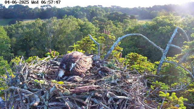 A young bird, possibly an osprey, is resting on a large nest made of twigs and branches. The nest is situated high in an evergreen tree, surrounded by lush green foliage. The scene is bathed in bright sunlight, and the sky is clear. The timestamp at the top indicates the date as April 6, 2025, and the time as 6:57 AM.