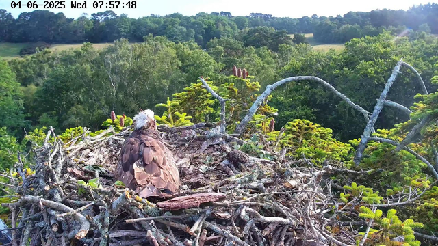 A bird of prey with light-colored feathers on its head and dark brown feathers on its body is sitting on its nest made of twigs and branches. The nest is situated high in a tree with lush green foliage, overlooking a landscape of trees and rolling fields. The scene is brightly lit, indicating it's morning or early afternoon. The timestamp at the top of the image reads "04-06-2025 Wed 07:57:48".