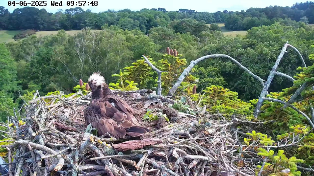 A young raptor with a white crest and dark feathers on its body is perched on a large nest made of sticks and twigs. The nest is situated high in a tree amidst green foliage. In the background, there is a dense forest with various trees and a partially visible landscape under a clear sky. The timestamp on the image reads "04-06-2025 Wed 09:57:48".