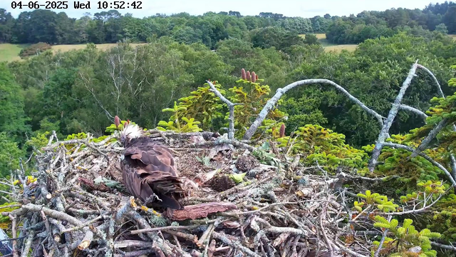 A bird with black and white feathers is sitting in a large nest made of twigs and branches high up in a tree. The nest is surrounded by lush green foliage, with a dense forest in the background, and a bright, clear sky overhead. The scene is captured from a webcam, with a timestamp and date at the top of the image.