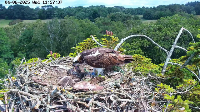 An adult osprey is sitting on a large nest made of sticks and twigs, which is situated high in the branches of a tree. The osprey has a dark brown back and wings, a white head with a distinctive dark eye stripe, and is tending to its three young chicks at the nest's center. The background features a lush green forest with dense trees and rolling hills under a partly cloudy sky. The date and time displayed on the image are June 4, 2025, at 11:57 am.