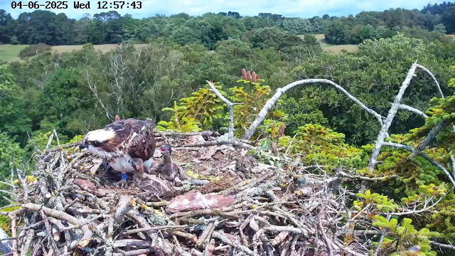 A bird of prey, likely a hawk, is sitting in a large nest made of twigs and branches atop a tall tree. The hawk has a white head with dark eyes and a sharp beak, and its claws are gripping the nest. Several young chicks are nestled in the nest, appearing to be covered in down feathers. Surrounding the nest are lush green trees and rolling hills in the background, with a clear sky overhead. The timestamp on the image shows the date as June 4th, 2025, and the time as 12:57:43.