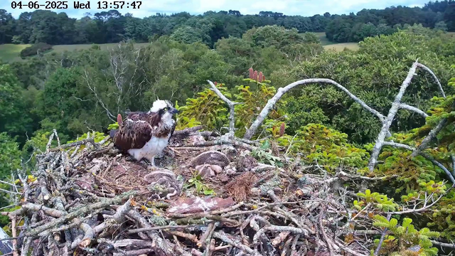 A young osprey is perched on its large nest made of sticks and branches, high above a lush green forest. The nest contains some moss and twigs, and the bird has white and brown plumage with distinctive facial markings. The background features dense trees, rolling hills, and a bright, partly cloudy sky. The timestamp and date are displayed at the top of the image.
