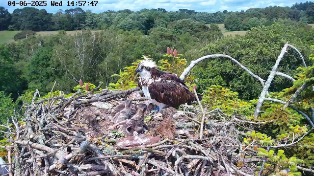 A bird of prey, possibly an osprey, is sitting on a large nest made of sticks and twigs high in the trees. The nest contains several small chicks, and the adult osprey is looking to the side. The background features lush green trees and a bright, partly cloudy sky. The image includes a timestamp at the top showing "04-06-2025 Wed 14:57:47."