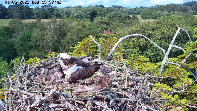 A close-up of an osprey sitting in a nest made of sticks and branches atop a tall tree. The nest is surrounded by lush green foliage, and more trees and a grassy landscape extend into the background under a partly cloudy sky. The osprey is looking to the left, with its white head and dark eyes clearly visible. The scene is captured by a webcam, with a timestamp in the upper left corner indicating the date and time as June 4, 2025, at 3:57:42 PM.