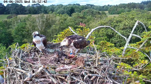 A pair of ospreys is perched on a large nest made of sticks and branches high among green trees. One osprey is standing on the left, looking alert, while the other is on the right, tending to two hatchlings with some food in their beaks. The background features a lush forest and a partly cloudy sky. The timestamp at the top indicates the date as June 4, 2025, and the time as 16:52:42.