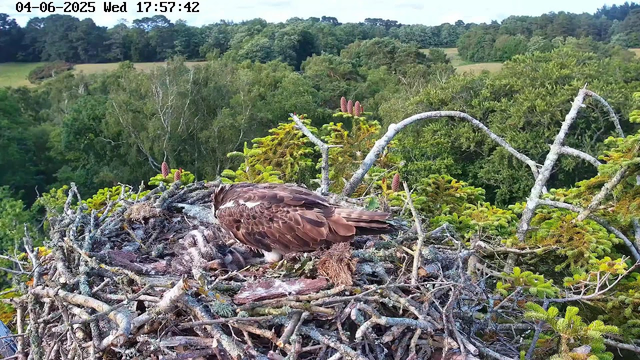 An adult hawk is sitting in a large nest made of sticks and branches, high in a tree amidst lush green foliage. The bird appears to be resting or tending to its hatchlings inside the nest. In the background, there is a dense forest with a mix of tall trees and open grassy areas under a clear, sunny sky. The timestamp on the image indicates it was captured on June 4th, 2025, at 5:57 PM.