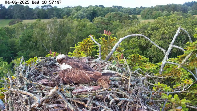 An adult bird of prey, likely an osprey, rests in a large nest made of sticks and branches. The nest is situated high in a tree, with a lush green landscape of dense trees and rolling hills in the background. The scene appears to be during early evening, as indicated by the timestamp, with natural daylight illuminating the area.