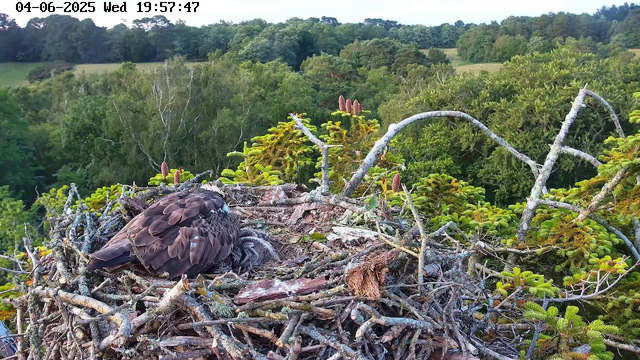 A juvenile bird is perched in a nest made of twigs and branches, situated high in a tree. The bird is resting with its feathers fluffed up, and the nest is surrounded by lush green foliage and budding conifer cones. In the background, there is a wide view of a forested landscape with rolling hills and a dense canopy of trees under a partly cloudy sky. The timestamp on the image indicates the date and time as June 4, 2025, at 19:57:47.