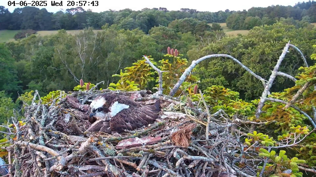 A young osprey is sitting in its nest made of twigs and branches atop a tall tree. The bird appears to be preening itself. The background features a lush, green forest with various trees extending into the distance under an overcast sky. The image is timestamped "04-06-2025 Wed 20:57:43" at the top left corner.